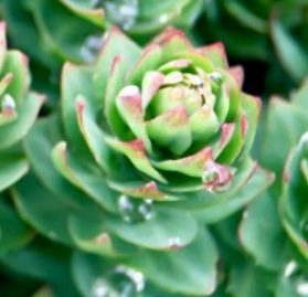 Rhodiola Rosea (Rhodiolife®)