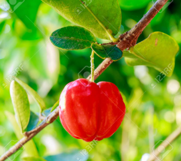 Acérola (Vitamine C naturelle)