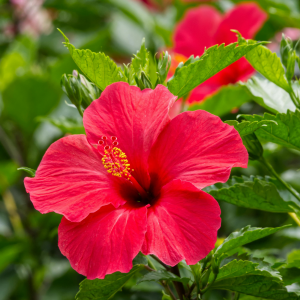 Hibiscus