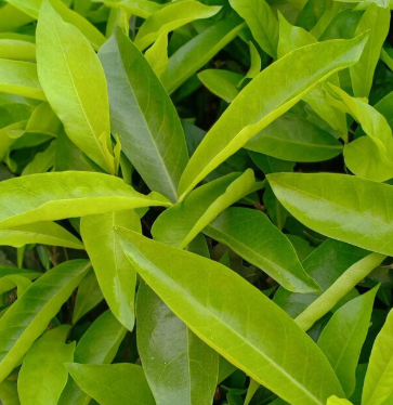 L-Théanine